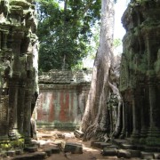 Ta Prohm tempel Angkoris