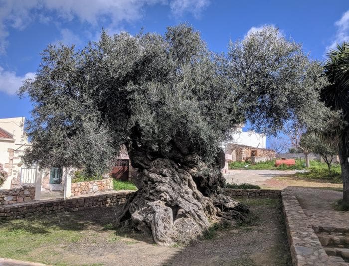 Reisiidee: maailma vanim oliivipuu Kreetal