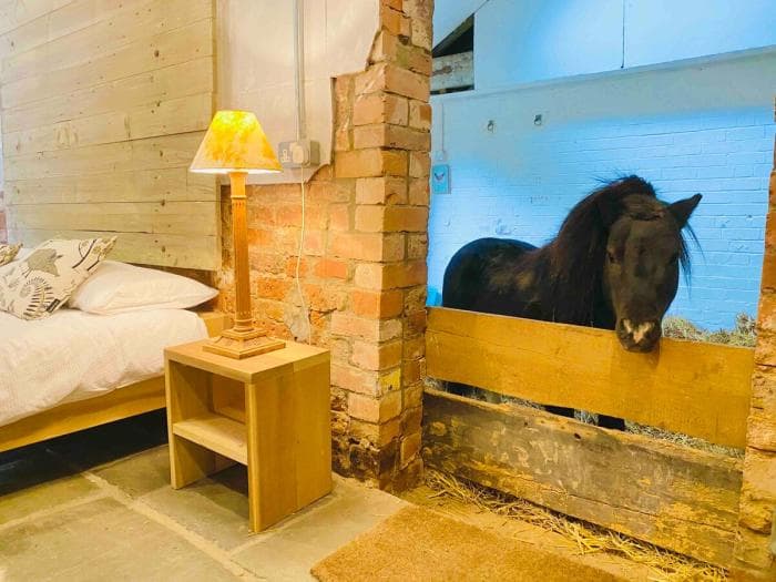 Airbnb pakkumine: ööbi koos Shetlandi poniga