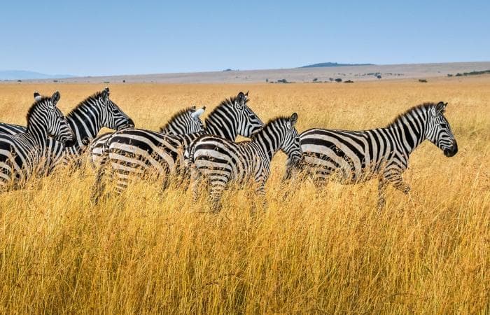 Safari Keenias läheb kallimaks: rahvusparkide hinnad tõusevad