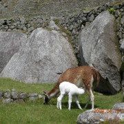 Llaama lõuna Machu Picchul