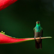 Amazilia tzacatl, Rufous-tailed Hummingbird