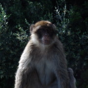 Veel üks makaak
