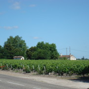 Viinamarjapõld Margaux's