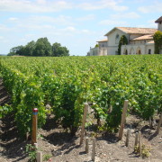 Chateau Pichon-Longueville viinamarjad