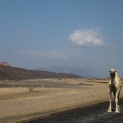 Djiboutis on vabakäigu kaamelid, aga nad ei kao kuhugi