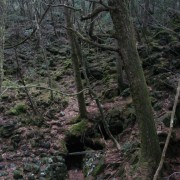Aokigahara metsa maastik