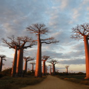 Avenue du Baobab Madagaskaril