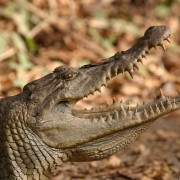 Gambia krokodillifarmis