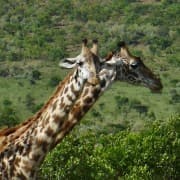 Kaelkirjakud Masai Maras