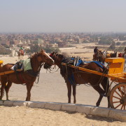 Hobused ja Kairo linn tagaplaanil