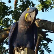 Pantanali märgala - Hyacinth Macaw