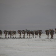 soolakaravan Etioopias soolajärve ääres