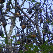 Sri Lanka, nahkhiirte parv