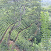 Sri Lanka. Siin kasvab kuulus tseiloni tee.