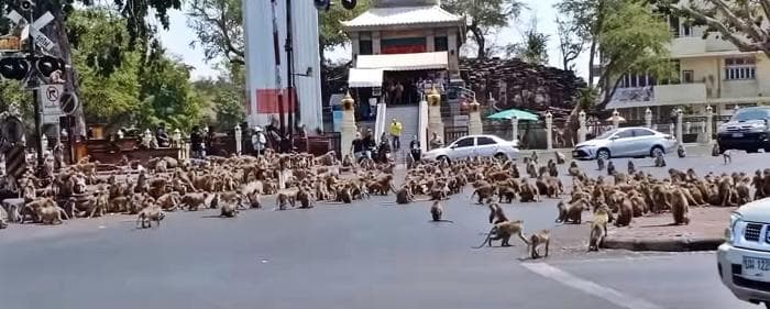 Koroonoaviiruse mõju Tais: ahvide massikaklus