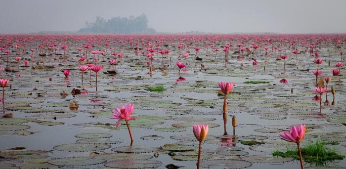 Punaste lootoste järv Tais