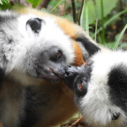 Sifakade lembehetk Antasibe/Mantadia rahvuspargis.