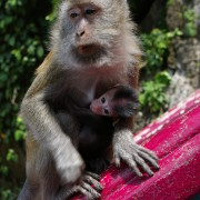 Batu koopad, põliselanikud.
