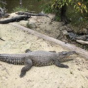 Everglades Safari park, Miami lähistel. Sügis 2016