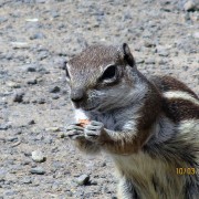 sõber Fuerteventural