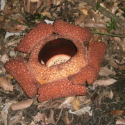 Rafleesia ehk raitlill Borneol