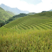 Sapa riisipõllud