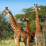 Minu lemmik loomad, ka Tansaania rahvusloomad - kaelkirjakud Tarangire rahvuspargis.