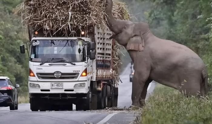 Ootamatu tollimaks Aasias: kuidas elevandid koguvad suhkrumaksu