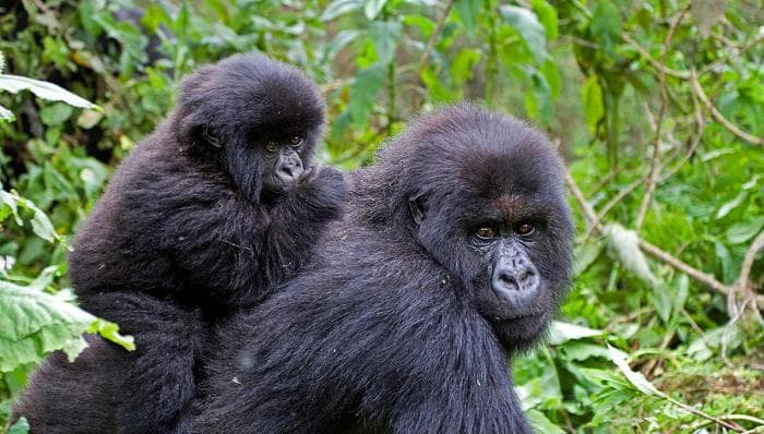 Gorillaloa hind Ugandas tõuseb