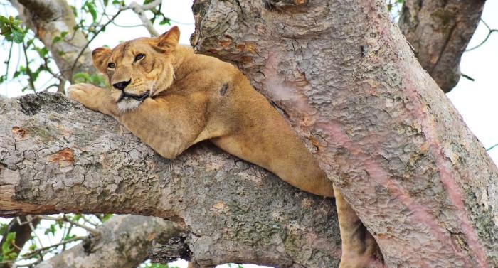 Uganda rahvuspargid märtsi lõpuni poole odavamad