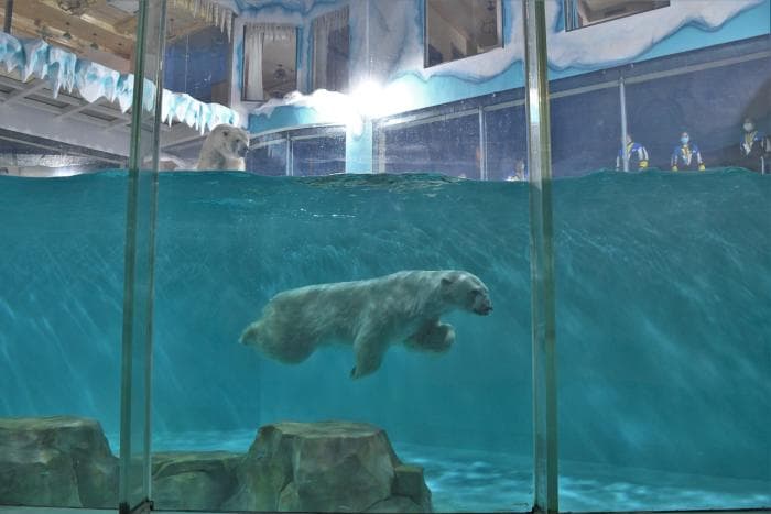 Hiinas avati kahtlase väärtusega jääkarudega hotell