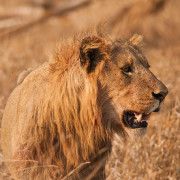 Lõvi Krugeri rahvuspargis
