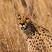 Gepard Krugeri rahvuspargis