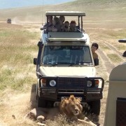 Ngorongoro Kraater, lõvi otsustas blokeerida meie tee.