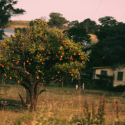 Dubbo-Orange