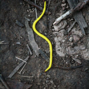 yellow earthworm?