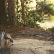 Florida, kodustatud pelikanid