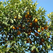 Apelsinipuu