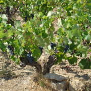 Mourvedre - Bandoli põhiline viinamari