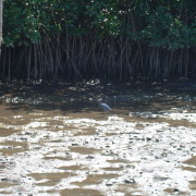 Mõõn mangroovisoos