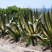 Hispaania-Blanes tõusul botaanikaaeda.