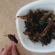 Proovisin Chiang Mai ööturul putukaid. Erilist maitseelamust ei saanud, aga siiski tasub proovida, mõnusad krõmpsud.