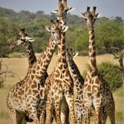 Tarangire rahvuspark, Tansaania rahvusloomad - kaelkirjakud