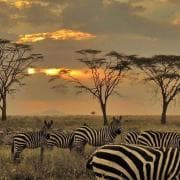 Serengeti rahvuspark