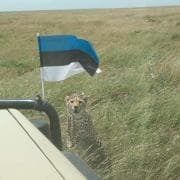 Serengeti rahvuspark, gepard on vaimustuses Eesti lipu värvidest