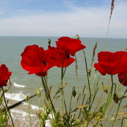 In Flanders fields the poppies blow
Between the crosses, row by row
...