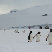 Antarktika ekspeditsioon novembri lõpus/detsembri alguses 2015