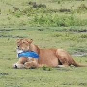 Ngorongoro kraateris, lõvi näppas meie auto küljest Eesti lipu