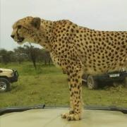 Gepard Serengetis
